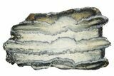 Mammoth Molar Slice With Case - South Carolina #349973-1